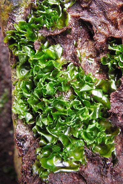 Ulvales spec1 ? \ Grn-Alge / Green Algae, E Asturien/Asturia Ribadesella 10.8.2012