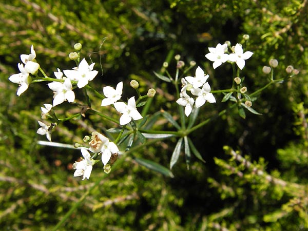 Galium estebanii or marchandii ? / Northern Spanish Bedstraw, E Picos de Europa, Posada de Valdeon 13.8.2012