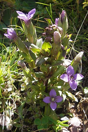 Gentianella campestris \ Feld-Kranzenzian, Feld-Enzian / Field Gentian, E Pyrenäen/Pyrenees, Hecho - Tal / Valley 19.8.2011