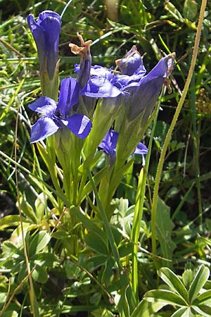 Gentianella ciliata \ Fransen-Enzian / Fringed Gentian, E Pyrenäen/Pyrenees, Hecho - Tal / Valley 19.8.2011