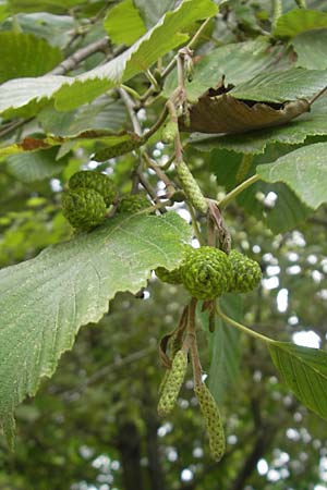 Alnus incana \ Grau-Erle / Grey Alder, Speckled Alder, E San Sebastian 15.8.2011