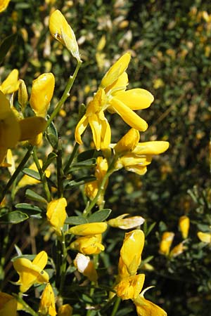 Genista florida \ Schnblhender Ginster, Blhender Ginster, E Picos de Europa, Posada de Valdeon 13.8.2012