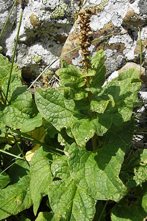 Blitum bonus-henricus \ Guter Heinrich, E Picos de Europa, Puerto de San Glorio 13.8.2012