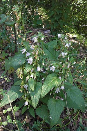 Campanula trachelium \ Nesselblttrige Glockenblume / Nettle-Leaved Bellflower, E Picos de Europa, Cain 9.8.2012