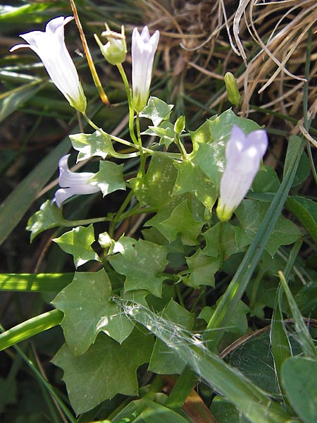 Wahlenbergia hederacea \ Efeu-Moorglckchen / Ivy-Leaved Bellflower, E Picos de Europa, Carrea 11.8.2012