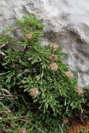 Globularia cordifolia \ Herzblttrige Kugelblume / Leather-Leaf Powder-Puff, E Pyrenäen/Pyrenees, Prat de Cadi 6.8.2018