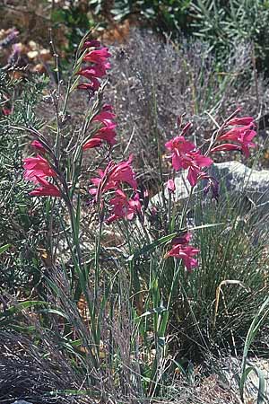 Gladiolus communis ? \ Gewhnliche Gladiole, Gemeine Siegwurz, E Prov.  Alicante, Xabia 27.3.2001