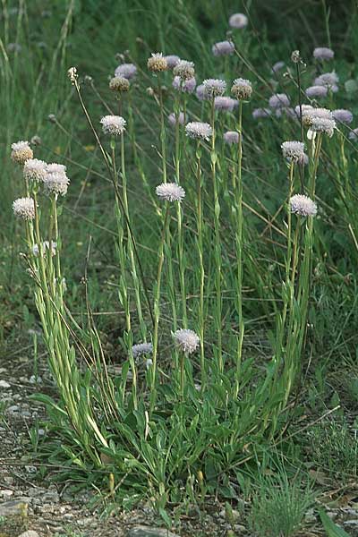 Globularia bisnagarica \ Gewhnliche Kugelblume, E Katalonien Montserrat 22.5.2004