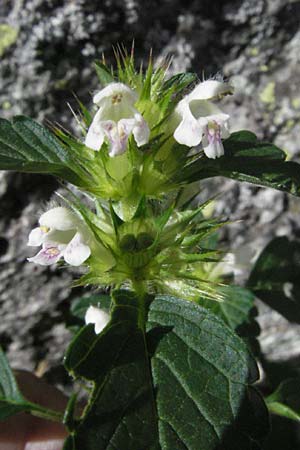 Galeopsis pubescens \ Weichhaariger Hohlzahn / Downy Hemp-Nettle, E Pyrenäen/Pyrenees, Caldes de Boi 18.8.2006