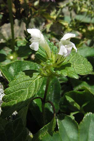 Galeopsis pubescens \ Weichhaariger Hohlzahn / Downy Hemp-Nettle, E Pyrenäen/Pyrenees, Caldes de Boi 18.8.2006