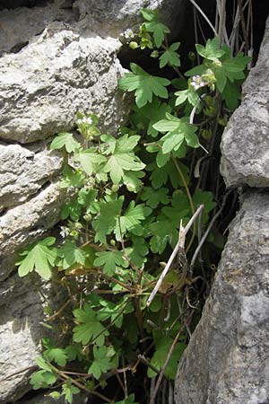 Geranium rotundifolium \ Rundblttriger Storchschnabel / Round-Leaved Crane's-Bill, E Lekeitio 6.8.2012