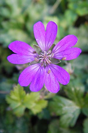 Geranium pyrenaicum / Hedge-Row Crane's-Bill, E Picos de Europa, Covadonga 7.8.2012