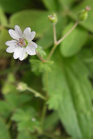 Geranium pusillum \ Kleiner Storchschnabel, E Asturien Llanes 12.8.2012