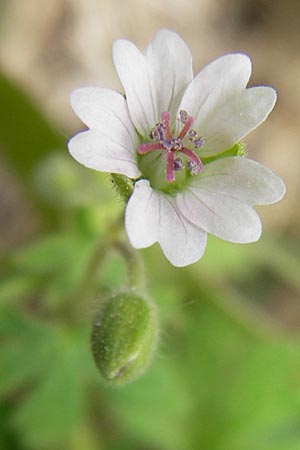 Geranium pusillum / Small-Flowered Crane's-Bill, E Asturia Llanes 12.8.2012