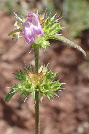 Galeopsis pyrenaica \ Pyrenen-Hohlzahn / Pyrenean Hemp-Nettle, E Pyrenäen/Pyrenees, Cadi, Fornols 7.8.2018