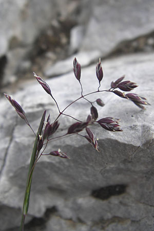 Poa alpina \ Alpen-Rispengras / Alpine Meadow Grass, E Picos de Europa, Fuente De 14.8.2012