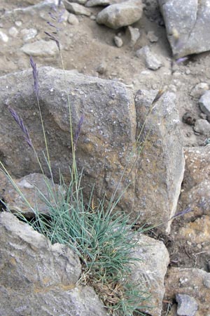 Festuca glacialis \ Gletscher-Schwingel, E Picos de Europa, Fuente De 14.8.2012