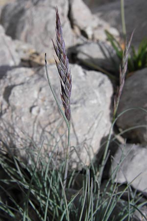 Festuca glacialis \ Gletscher-Schwingel, E Picos de Europa, Fuente De 14.8.2012