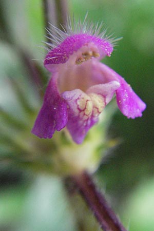 Galeopsis pubescens \ Weichhaariger Hohlzahn / Downy Hemp-Nettle, E Pyrenäen/Pyrenees, Caldes de Boi 18.8.2006