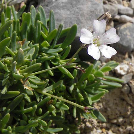 Gypsophila repens / Alpine Gypsophila, E Picos de Europa, Fuente De 14.8.2012