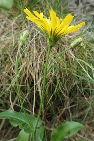 Hieracium amplexicaule \ Stngelumfassendes Habichtskraut / Sticky Hawkweed, E Pyrenäen/Pyrenees, Prat de Cadi 6.8.2018