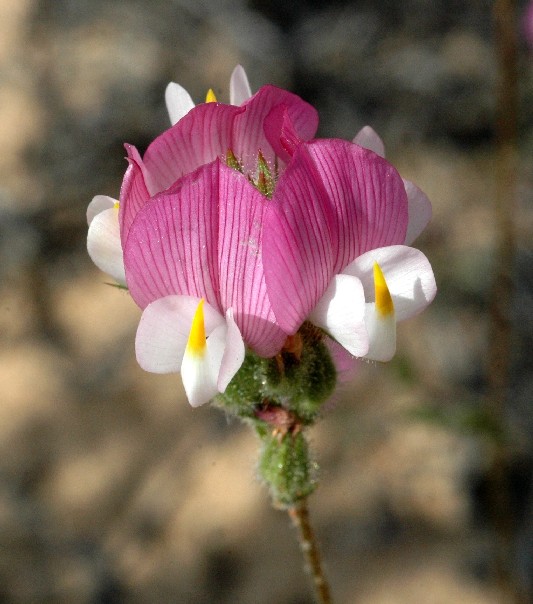 Ononis baetica \ Andalusische Hauhechel, E Andalusien, La Rocina 25.4.2006 (Photo: Walter Husler)