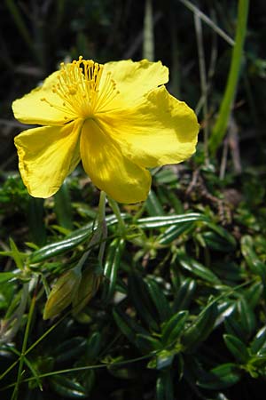 Helianthemum urrielense \ Urriellu-Sonnenrschen / Mount Urriellu Rock-Rose, E Picos de Europa, Covadonga 7.8.2012