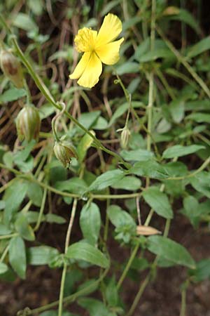 Helianthemum nummularium \ Kleinblttriges Sonnenrschen / Common Rock-Rose, E Pyrenäen/Pyrenees, Castellar de N'Hug 5.8.2018