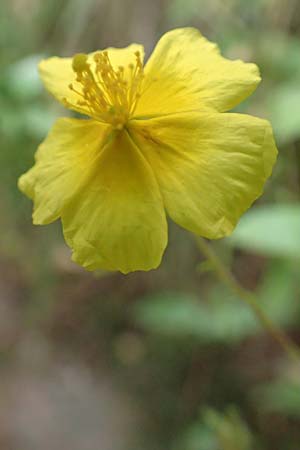 Helianthemum nummularium \ Kleinblttriges Sonnenrschen / Common Rock-Rose, E Pyrenäen/Pyrenees, Castellar de N'Hug 5.8.2018