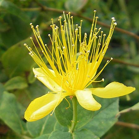 Hypericum hircinum subsp. majus \ Groes Bocks-Johanniskraut, E Getaria 16.8.2011