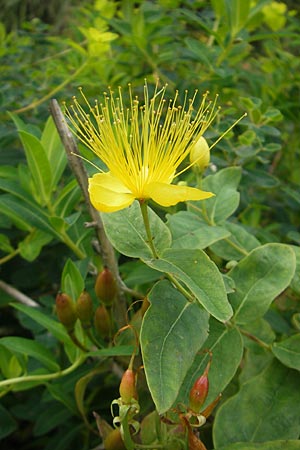 Hypericum hircinum subsp. majus \ Groes Bocks-Johanniskraut, E Getaria 16.8.2011