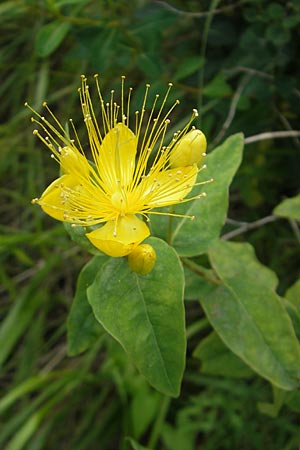 Hypericum hircinum subsp. majus \ Groes Bocks-Johanniskraut / Greater Stinking Tutsan, Lemon-Scented St. John's-Wort, E Getaria 16.8.2011