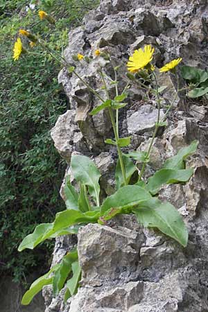 Hieracium amplexicaule \ Stngelumfassendes Habichtskraut / Sticky Hawkweed, E Pyrenäen/Pyrenees, Ordesa 23.8.2011