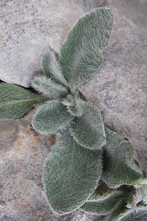 Hieracium mixtum / Pyrenean Hawkweed, E Picos de Europa, Fuente De 14.8.2012