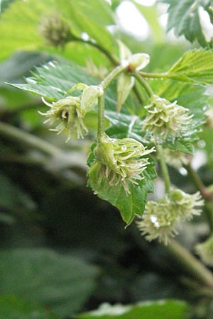 Humulus lupulus / Hop, E Pyrenees, Barruera in Boi - Valley 16.8.2006