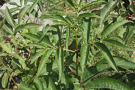 Sambucus racemosa \ Roter Holunder, Trauben-Holunder, E Pyrenäen, Caldes de Boi 16.8.2006