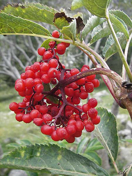 Sambucus racemosa \ Roter Holunder, Trauben-Holunder / Red-Berried Elder, E Pyrenäen/Pyrenees, Caldes de Boi 16.8.2006