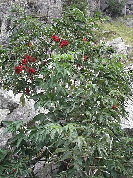 Sambucus racemosa \ Roter Holunder, Trauben-Holunder / Red-Berried Elder, E Pyrenäen/Pyrenees, Caldes de Boi 16.8.2006