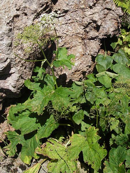 Heracleum pyrenaicum \ Pyrenen-Brenklau, E Picos de Europa, Covadonga 7.8.2012