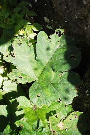 Heracleum pyrenaicum \ Pyrenen-Brenklau, E Picos de Europa, Covadonga 7.8.2012