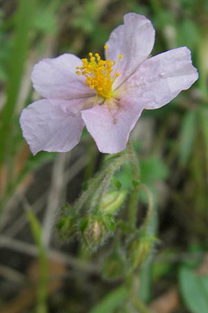 Helianthemum nummularium \ Kleinblttriges Sonnenrschen / Common Rock-Rose, E Pyrenäen/Pyrenees, Ordesa 22.8.2011