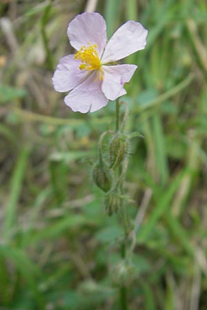 Helianthemum nummularium \ Kleinblttriges Sonnenrschen / Common Rock-Rose, E Pyrenäen/Pyrenees, Ordesa 22.8.2011