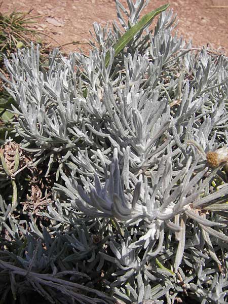 Helichrysum stoechas / Shrubby Everlasting Daisy, Everlastung Sungold, E Zumaia 16.8.2011