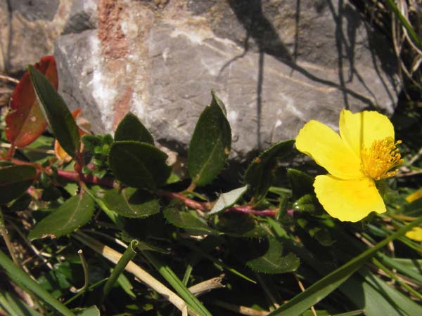 Helianthemum urrielense \ Urriellu-Sonnenrschen / Mount Urriellu Rock-Rose, E Picos de Europa, Carrea 11.8.2012