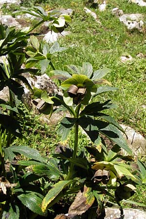 Helleborus viridis subsp. occidentalis \ Westliche Grne Nieswurz / Western Green Hellebore, E Picos de Europa, Covadonga 7.8.2012