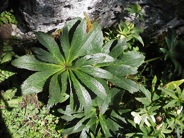 Helleborus viridis subsp. occidentalis \ Westliche Grne Nieswurz / Western Green Hellebore, E Picos de Europa, Covadonga 7.8.2012