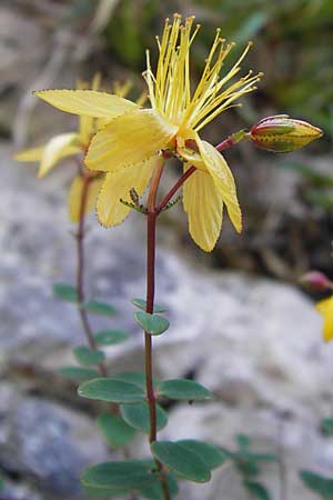 Hypericum nummularium \ Rundblttriges Johanniskraut, E Picos de Europa, Covadonga 7.8.2012