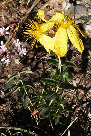 Hypericum richeri subsp. burseri \ Bursers Johanniskraut / Burser's St. John's-Wort, E Picos de Europa, Posada de Valdeon 13.8.2012