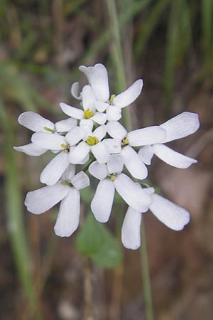 Iberis sempervirens \ Immergrne Schleifenblume, E Ordesa 22.8.2011