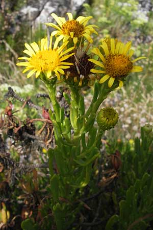 Limbarda crithmoides \ Salz-Alant / Golden Samphire, E Asturien/Asturia Ribadesella 10.8.2012